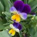 Esther Apostol - Facebook