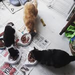 Esther Atkinson - @catkineontigers - Instagram