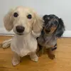 Biscuit and Luca - @esther.chowtee - TikTok