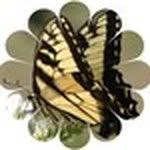 Esther Conrad Grant - @tigerswallowtales - Instagram