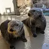 estherlinsellfraser - @iloveotterssomuchloll - TikTok