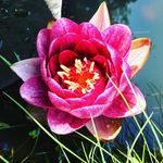 Esther Giles - @newtherose - Instagram