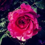 Esther Giles - @esthersgardens - Instagram