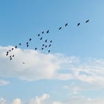 Esther Glick - @fleur_cottage2 - Instagram