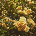 Esther Herron - @the_wallflower_exhibition - Instagram