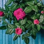 Esther Javier - @esther.javier.543 - Instagram