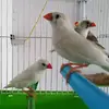 lovely finches - @estherkingston - TikTok