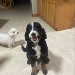 Gapridgepuppies - @esther_lapp_ - Instagram