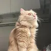 Esther - @esthereclesi - TikTok