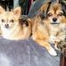 Esther Levi - Facebook