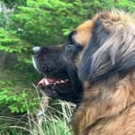 Esther Lindeman - van Dingenen - @alles_voor_grote_honden - Instagram