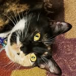 Esther Major Katzputin - @it_tessthecat - Instagram