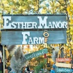 Esther Manor Farm - @esther_manor - Instagram