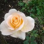 mirna esther pitti de odonnell - @mirnaestherpittide - Instagram