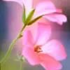 esther robles - @esther.robles41 - TikTok