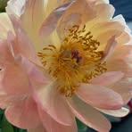 Esther Weiland - Facebook