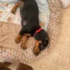 Esther❤️ - @esther.the.weinerdog - TikTok