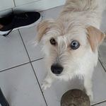 Estrela - @estrela_borges - Instagram