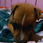 estrella🐶 - @estrella_cossta - Instagram