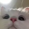 estrella freire - @estrellak142 - TikTok