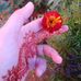 Ikram Istrella - Facebook