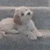 Estrella Pena - @startp111 - TikTok