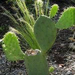Ethan Bevan - @wigglingcacti - Instagram