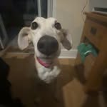 Ethan Bevan - @ethandawg01 - Instagram