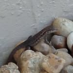 Ethan Cao - @ethan_cow_poo - Instagram