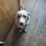 Ethan Cardinal - @lepetitratmignon - Instagram