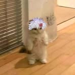 Eithan Cha - Facebook