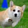 Ethan1234 - @ethanchew_rocksyay - TikTok