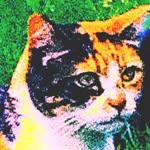 Ethan Collings - @spatucat - Instagram