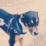 Ethan Cornell - @ethan_cornell_lewankyourdonkey - Instagram