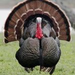 Ethan Cottrell - @turkey_hunter_till_i_die - Instagram