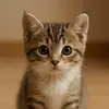 Cool animal videos - @ethandiamond8 - TikTok