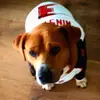 Ethan Fischer  - @ethangf123 - TikTok