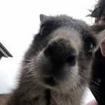 Ethan Fitzpatrick - @fitzs_farmyard - Instagram