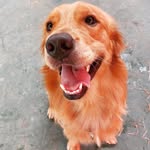 Ethan - Golden - @ethangolden_ - Instagram