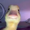 Ethan - @ethanhead4 - TikTok