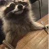🦝🦝🦝🦝🦝 - @ethankimball03 - TikTok