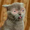 ethannickerson951 - @fart_shartly - TikTok