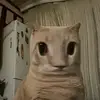 ettyl - @ethanohll - TikTok