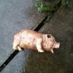 Ethan Parkin - @i_am_the_pig - Instagram