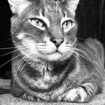 Ethan Parnell - @ethanisthecat - Instagram