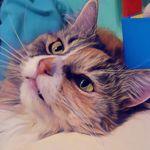 Parrott - @ethanol_parrott - Instagram