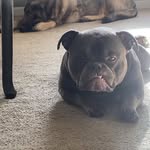Ethan peart - @edoggmf - Instagram
