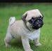 Ethan Pease - Facebook