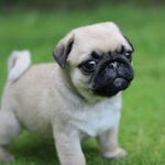 Ethan Pease - @pugtatoechip - Instagram