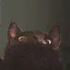 ethanplants - @ethanplants56 - TikTok